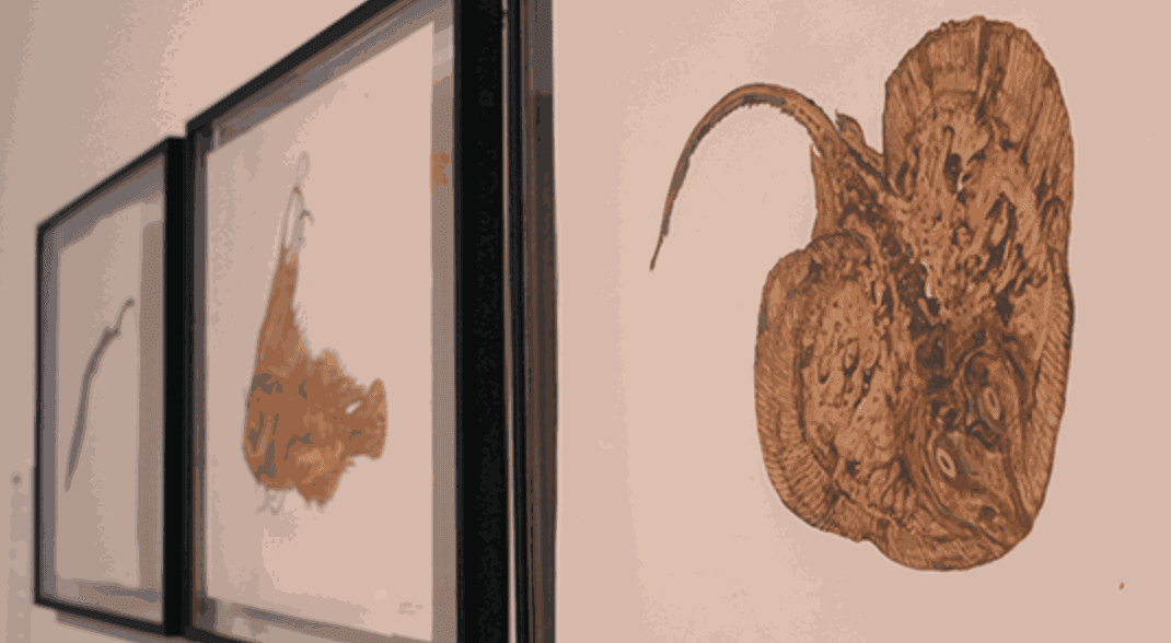 ‘Ghosts of the Gulf’: Art, ecology and the legacy of Deepwater Horizon highlighted at Moody event