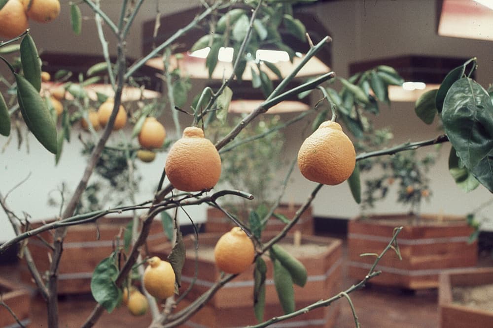 Whitney Museum presents groundbreaking eco art project with a live citrus grove
