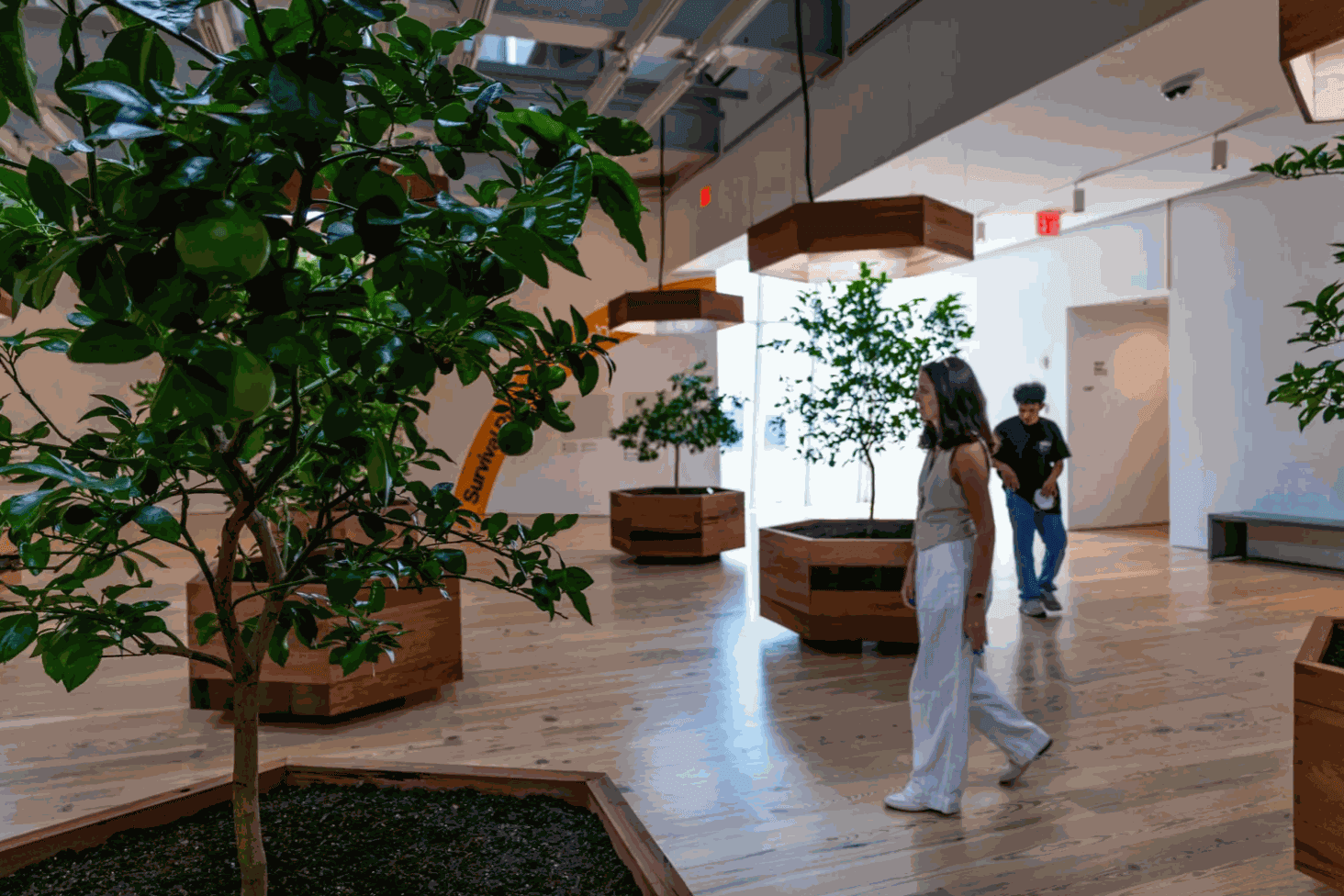 A Citrus Orchard Is Growing On the Eighth Floor of the Whitney