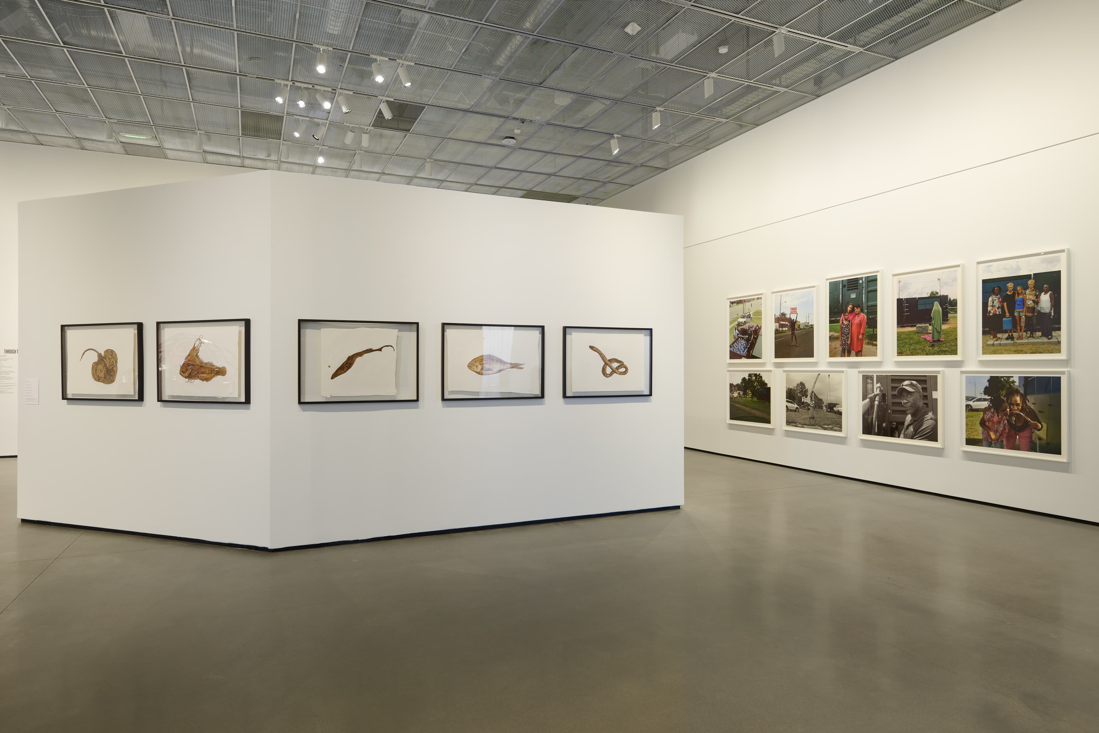 Breath(e): Toward Climate and Social Justice on view at the Manetti Shrem Museum including works by Brandon Ballengée