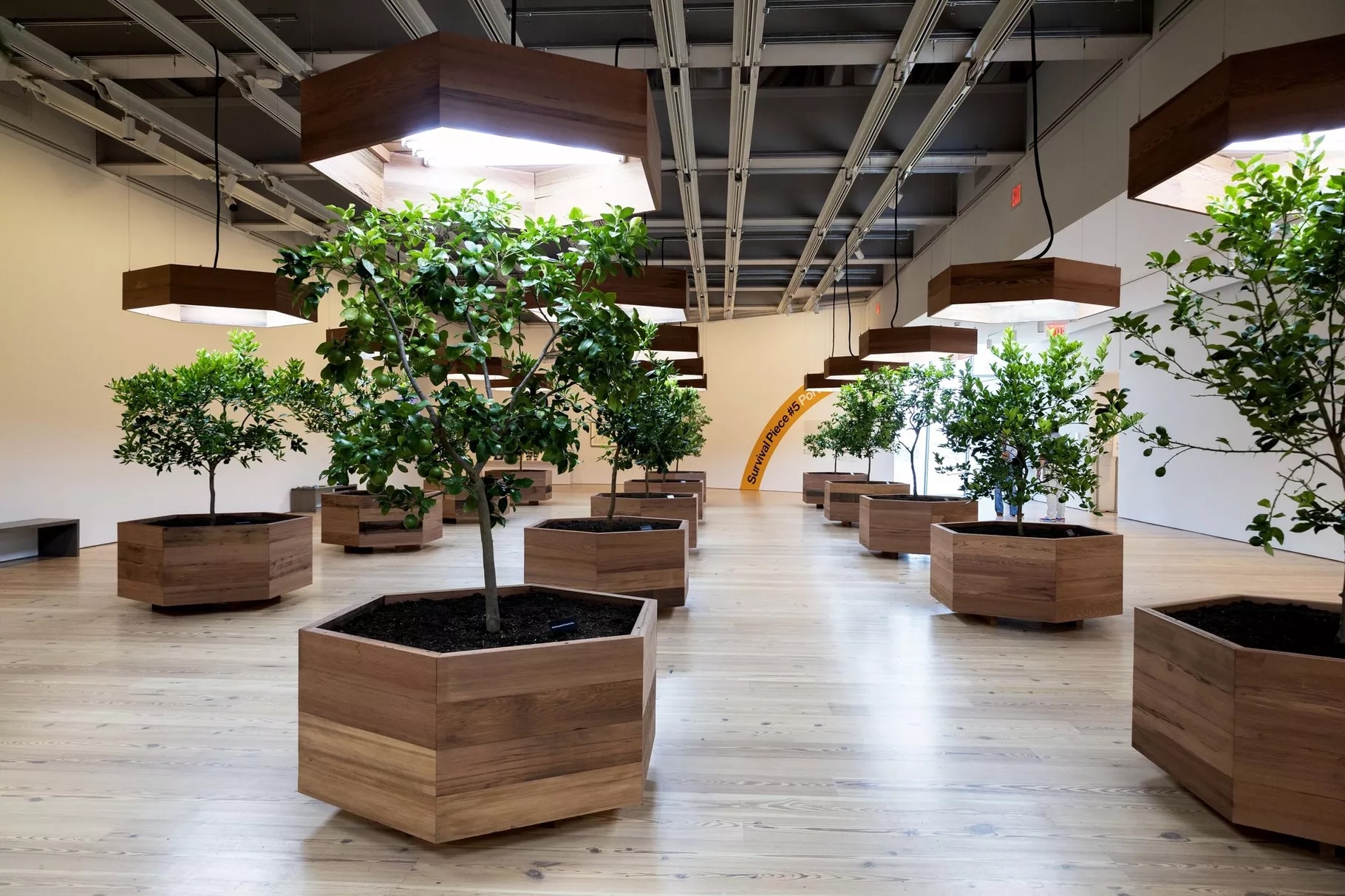 Late eco-artist couple The Harrisons install live citrus grove at the Whitney.