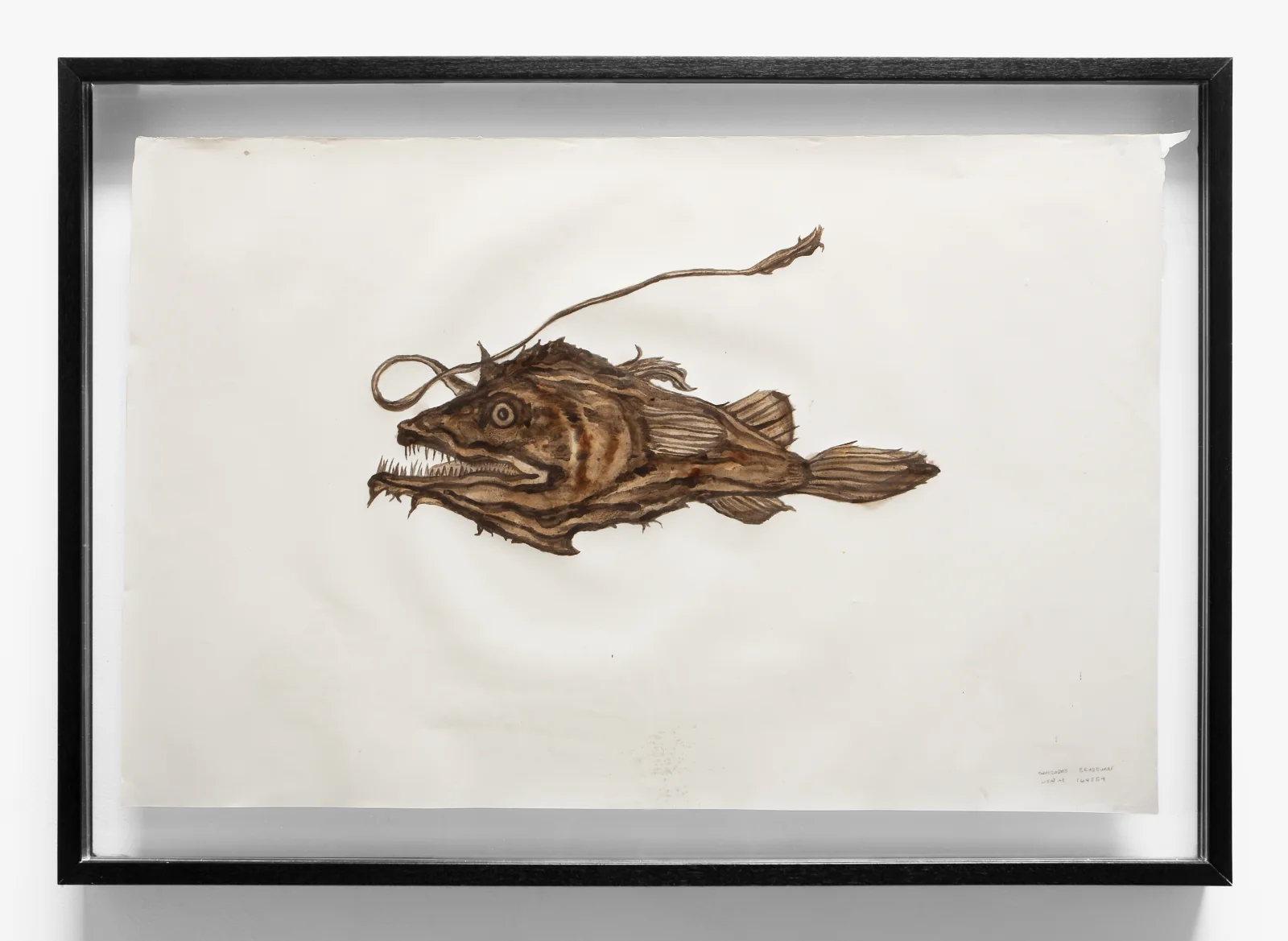 MIA Deepwater Florida Dreamer Anglerfish