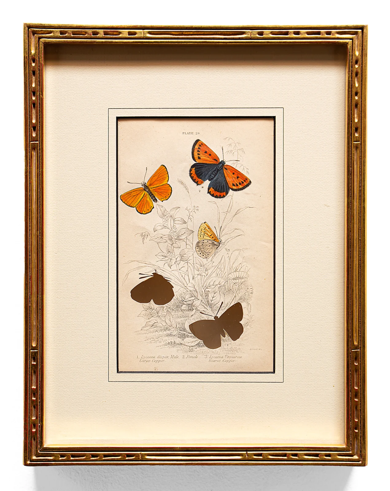 RIP British Large Copper Butterfly: After William Lizars